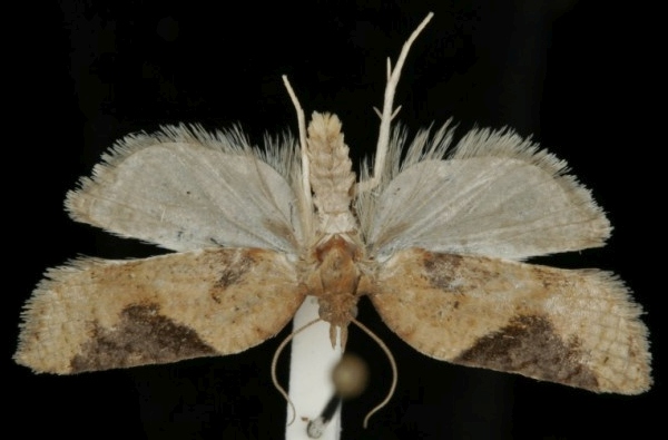 Acleris hastiana