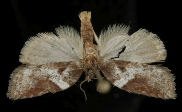 Acleris hastiana