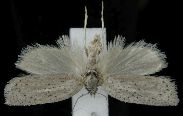 Acleris lipsiana Acleris lipsiana