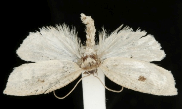 Acleris lorquiniana Acleris lorquiniana