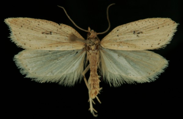 Acleris lorquiniana Acleris lorquiniana