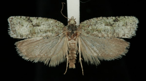 Acleris literana Acleris literana