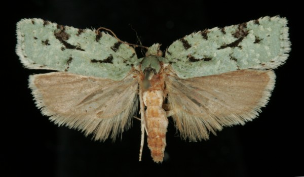 Acleris literana Acleris literana
