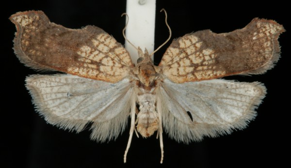 Acleris emargana Acleris emargana