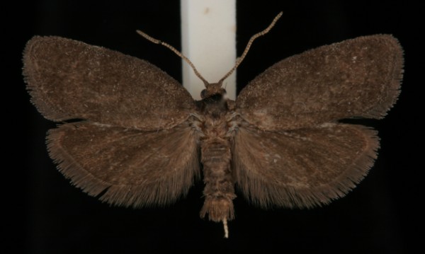 Neosphaleroptera nubilana Neosphaleroptera nubilana
