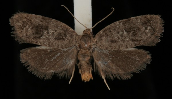 Neosphaleroptera nubilana Neosphaleroptera nubilana