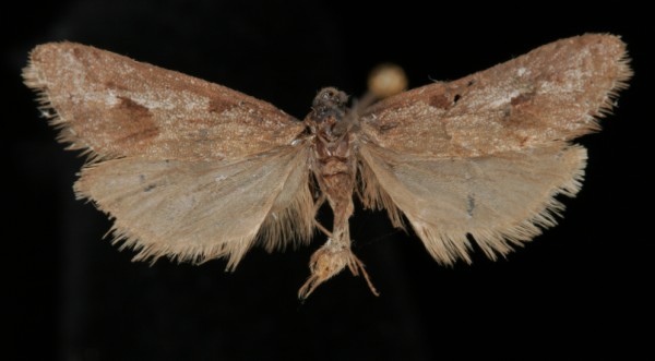 Exapate congelatella Exapate congelatella