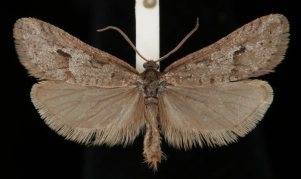 Exapate congelatella Exapate congelatella