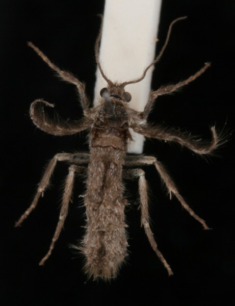 Exapate congelatella Exapate congelatella