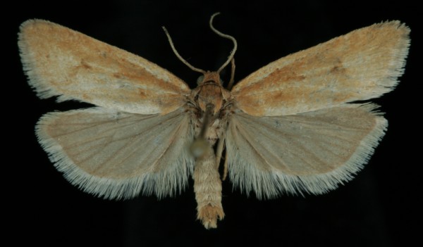 Eana osseana Eana osseana