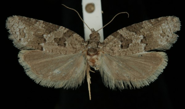 Cnephasia stephensiana Cnephasia stephensiana
