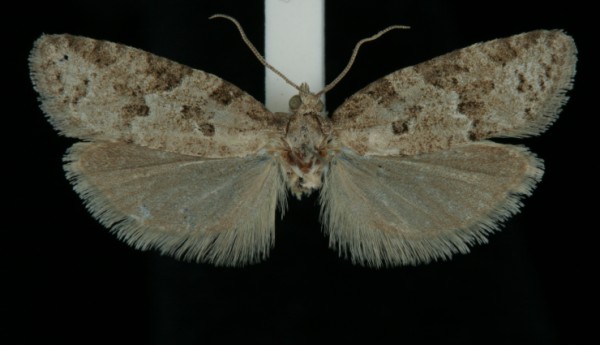 Cnephasia stephensiana Cnephasia stephensiana