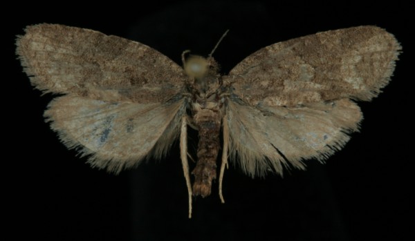 Cnephasia stephensiana Cnephasia stephensiana