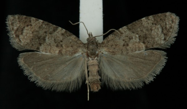 Cnephasia asseclana