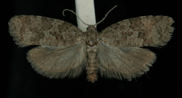 Cnephasia asseclana Cnephasia asseclana