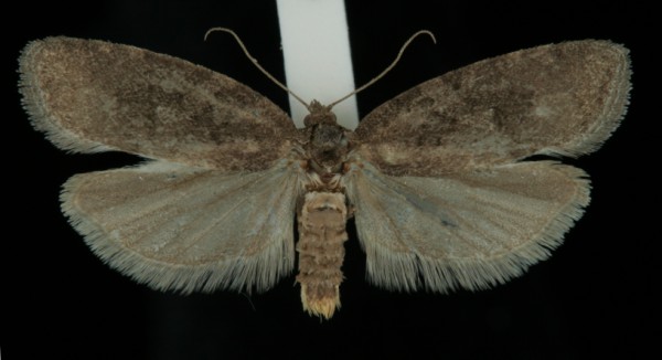 Cnephasia pasiuana