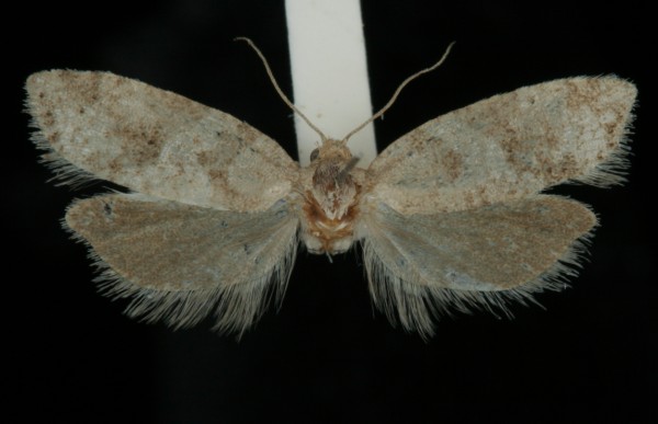 Cnephasia genitalana Cnephasia genitalana