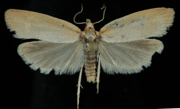 Cnephasia longana