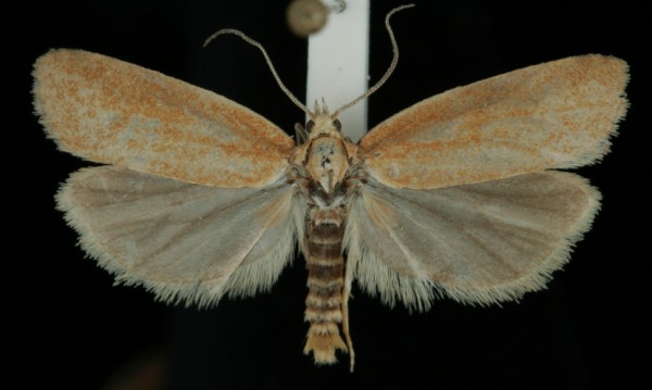 Cnephasia longana Cnephasia longana