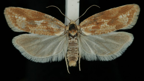 Cnephasia longana