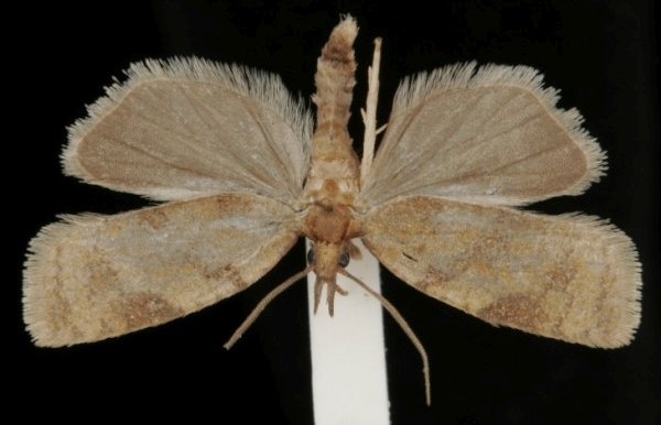 Sparganothis pilleriana Sparganothis pilleriana