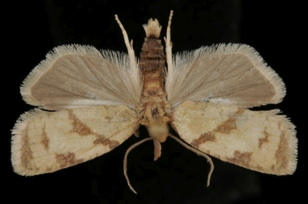 Sparganothis pilleriana Sparganothis pilleriana