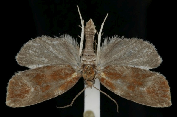 Eulia ministrana