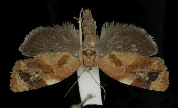 Ditula angustiorana Ditula angustiorana
