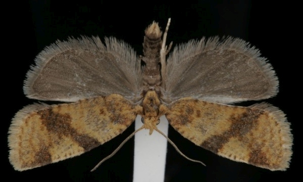 Epagoge grotiana Epagoge grotiana