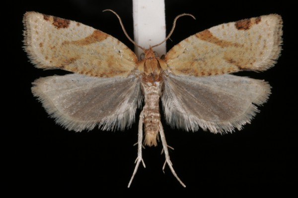 Paramesia gnomana Paramesia gnomana