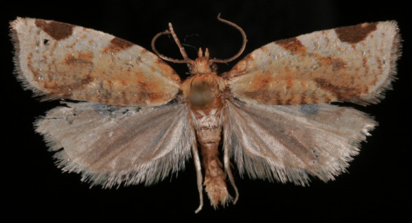 Paramesia gnomana Paramesia gnomana
