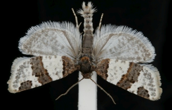 Periclepsis cinctana Periclepsis cinctana