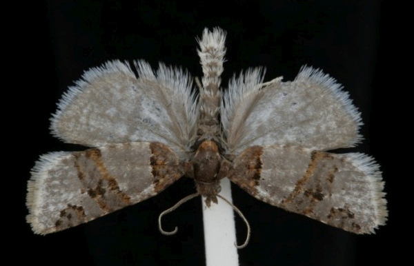 Periclepsis cinctana Periclepsis cinctana