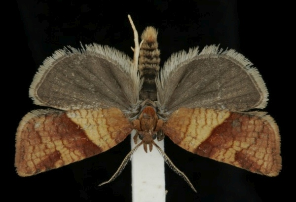 Philedone gerningana Philedone gerningana