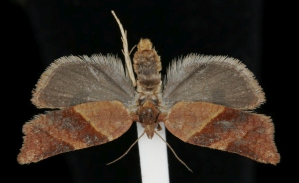 Philedone gerningana Philedone gerningana
