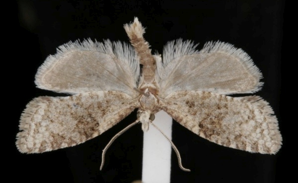 Capua vulgana Capua vulgana