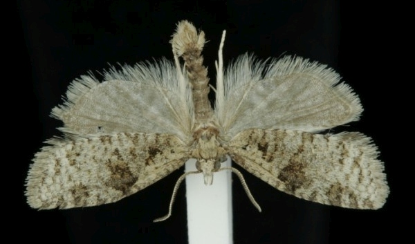 Capua vulgana Capua vulgana