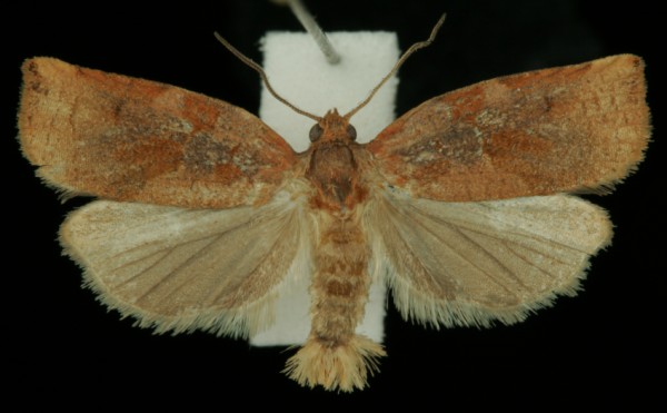 Archips betulana Archips betulana