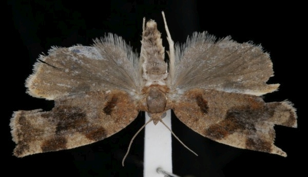 Archips crataegana Archips crataegana