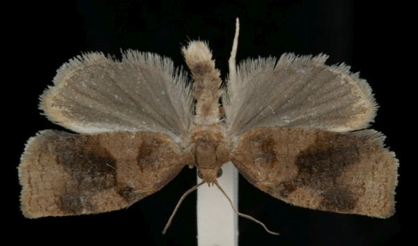 Archips rosana Archips rosana