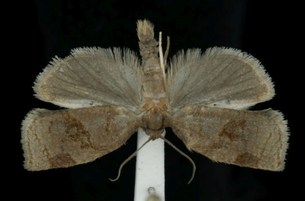 Archips rosana Archips rosana