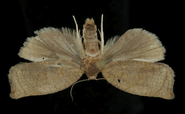 Archips rosana Archips rosana