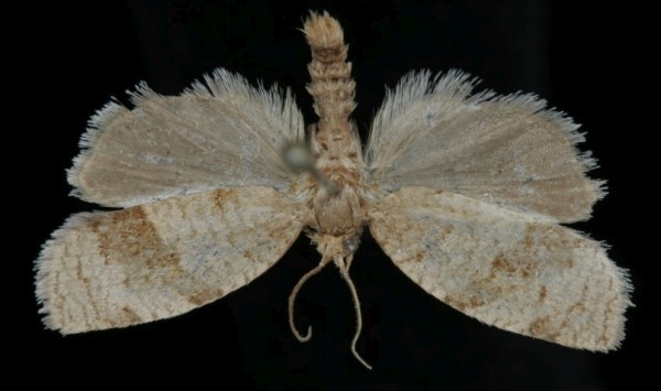 Choristoneura diversana Choristoneura diversana