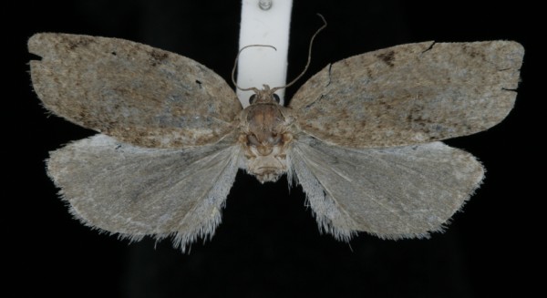 Choristoneura murinana Choristoneura murinana
