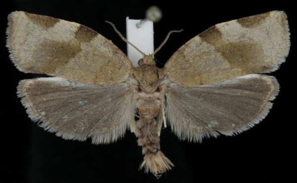 Choristoneura hebenstreitella Choristoneura hebenstreitella