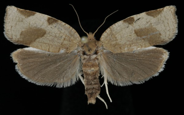Choristoneura hebenstreitella Choristoneura hebenstreitella