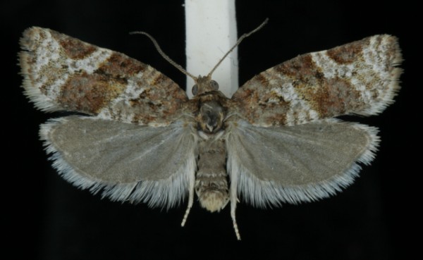 Argyrotaenia ljungiana Argyrotaenia ljungiana