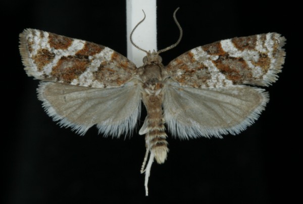 Argyrotaenia ljungiana Argyrotaenia ljungiana
