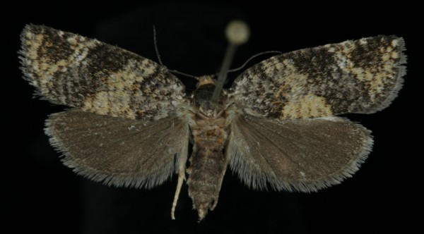Ptycholomoides aeriferana Ptycholomoides aeriferana