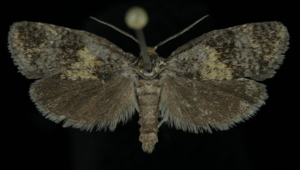 Ptycholomoides aeriferana Ptycholomoides aeriferana